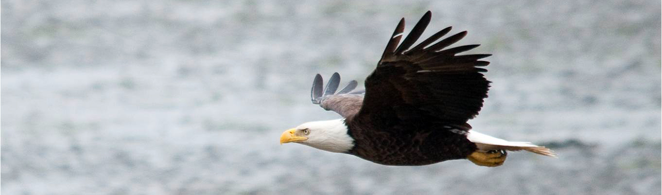 Bald Eagle file photo, adapted from image at fws.gov