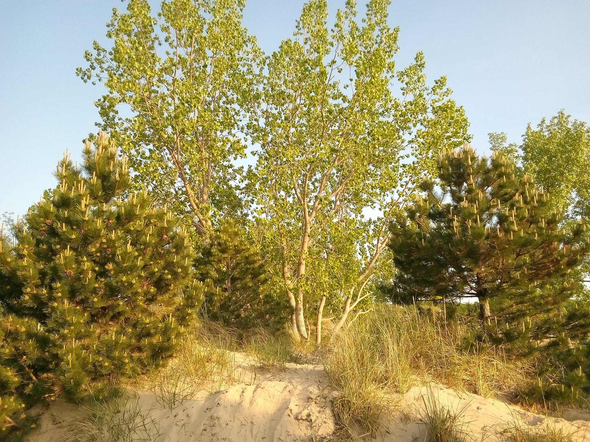 Beach Dune with Trees, Pines, Grasses