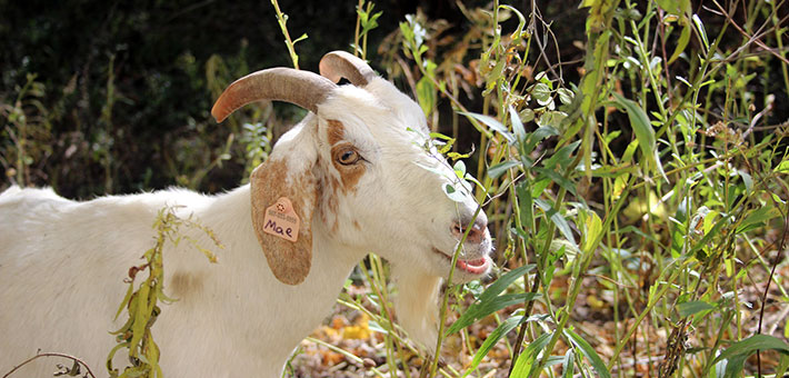Goat file photo, adapted from image at fws.gov with photo credit to Courtney Celley and the U.S.F.W.S.