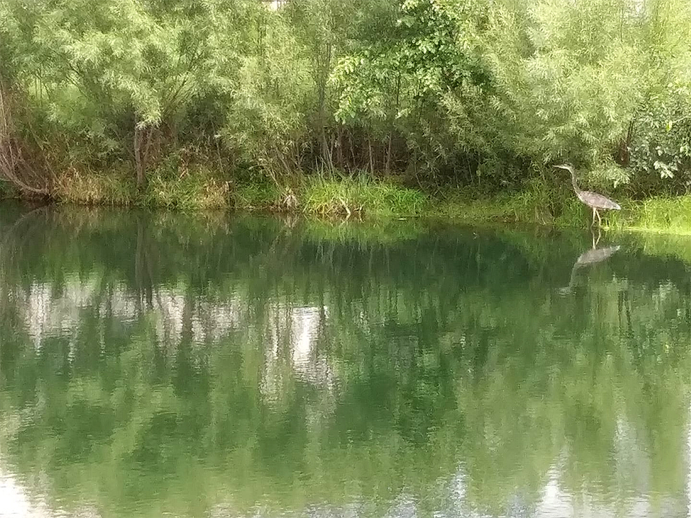 Great Blue Heron in Water Near Trees