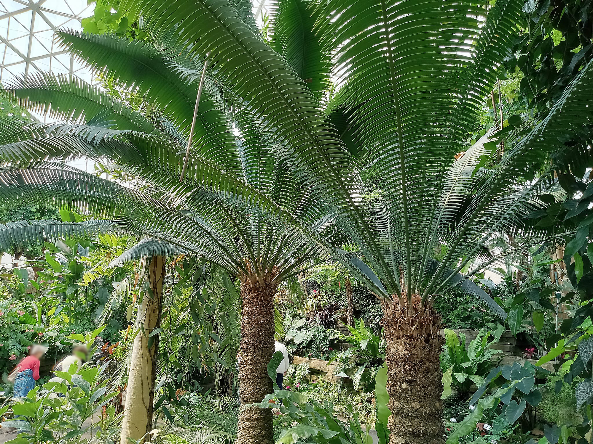 Palm Trees and Tropical Flora in Greenhouse