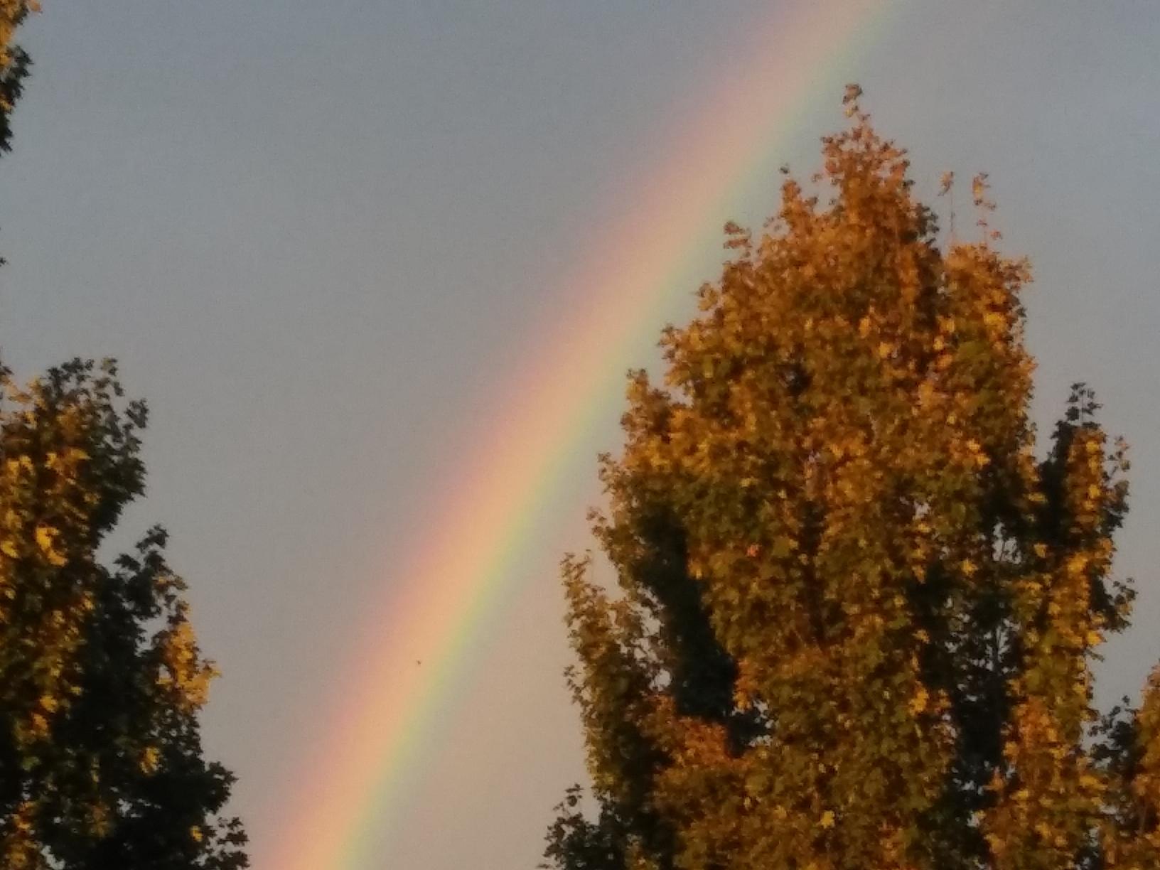 Rainbow Between Two Sunlit Trees