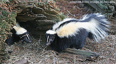 Skunks file photo, adapted from image at fws.gov