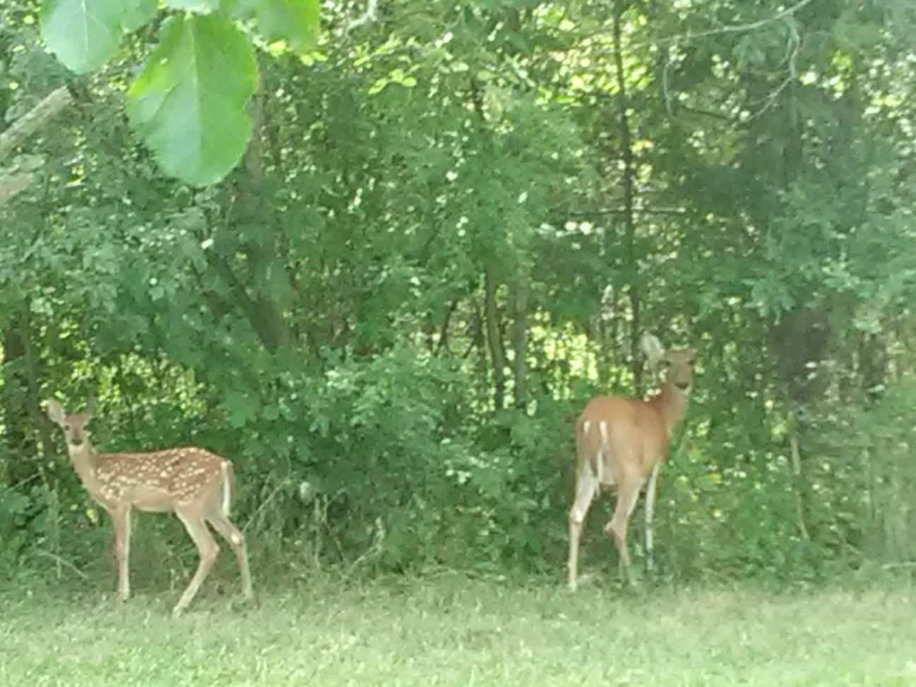 Wild Deer, Doe and Fawn at Edge of Woods in Sunlight
