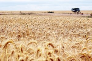 Wheat Field file photo, adapted from image at usda.gov