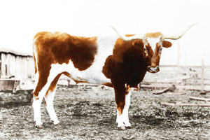 Longhorn file photo
