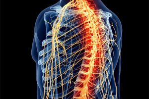 Artist's Rendition of Spine, Brain, Nervous System, adapted from image at nih.gov